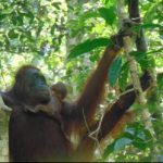 Suaka Margasatwa Lamandau Kembali Kabarkan Kelahiran Orangutan