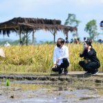 Dipuji Jokowi, Petani Desa Kanigoro Malang Berhasil Kembangkan Padi Varietas IPB 3S