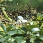 Kelahiran Elang Jawa “PRAWARA” di TN Gunung Halimun Salak