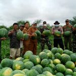 Dandim 0416/BUTE bersama Kadis TPHBun Panen Semangka di Mangun Jayo