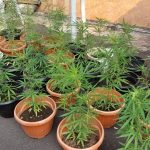 Kebun Ganja Hidroponik di Brebes Digrebek Satnarkoba Polres Jakbar