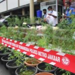 Berawal Dari Satu Peket Kecil Polisi Temukan 200 Pot Tanaman Ganja Hidroponik di Brebes