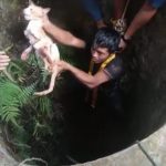 Dramatis, Petugas Damkar Bungo Selamatkan Kucing Tercebur ke Dalam Sumur