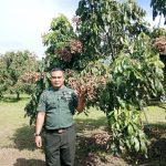 Miliki Keterbatasan Fisik, Serda Mugiyanto Sukses Bina Kelompok Tani Klengkeng