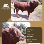 Baqara Farm Tawarkan Solusi Berkurban di Masa Pandemi