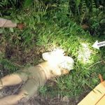 Geger !! Penemuan Mayat Perempuan Setengah Bugil di Kebun Karet
