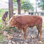 Berbagi Daging Qurban Ditengah Pandemi Covid-19, AMAN Indonesia Salurkan 2 Sapi dan 1 Kambing