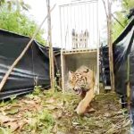 Harimau “Sipogu” Kembali ke Rumahnya Saat Perayaan Global Tiger Day 2021