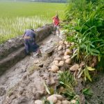 Telan Anggaran 3 Milyar,Mutu Proyek Rehabilitasi Irigasi Didesa Cahaya Pardomuan Datuk Lima Puluh Dipertanyakan
