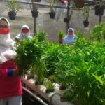 TP PKK DKI Jakarta Ajak Warga Jadi Pejuang Pangan di Tengah Pandemi