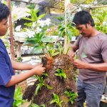 FEATURE – Usaha Bunga Hias di Lhokseumawe Tak Terdampak Pandemi