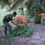 Wujud Kedekatan, Satgas TMMD Bantu Warga Berikan Makan Sapi
