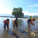 Peduli Lingkungan, Pushidros TNI AL Tanam Mangrove di Pantai Simboro Mamuju Sulbar