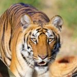 Warga Desa Batu Empang Batang asai Diterkam Harimau