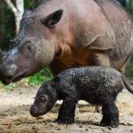 Kelahiran Badak Sumatera di Taman Nasional Way Kambas