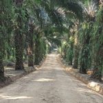 Pemilik Kebun Keluhkan, Terkait Iuran Jalan Perkebunan Milik PT. BMM