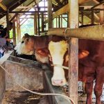 Polres Lhokseumawe Imbau Peternak Mewaspadai PMK