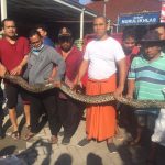 BPBD UPT Cibodas Bantu Tangkap Ular Sanca Yang Gegerkan Warga RW 05 Kelurahan Cimone