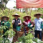Panen Perdana Program Closed Loop,Wabup : Kini Petani Punya Kepastian Harga dan Konsumen