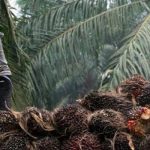 Cabut Larangan Ekspor, Petani Kelapa Sawit  : Terimakasih Pak Jokowi