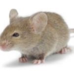 Uber Uberan Tikus Dikamar Pasien RS Sariasih Karawaci, Warga Kecewa