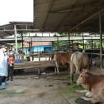 Antisipasi Penyebaran PMK, Bupati Zaki Pantau Lapak Penggemukan Sapi