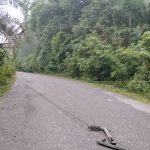 Hujan Petir 2 Tiang Listrik Rubuh, PLN Rimbo Bujang Siap Siaga