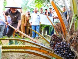 Bupati Aceh Utara Panen Perdana Sawit Program PSR