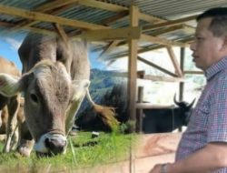 PJ Bupati Sarolangun Pastikan Stok Hewan Kurban Aman