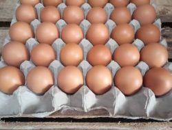 KPM Bansos Sembako BPNT Cilacap Idolakan Komoditi Telur Ayam