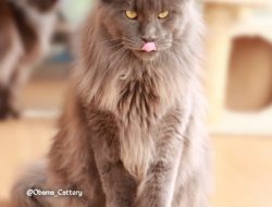 Obama Cattery : Breeder Kucing Ras Mainecoon Import dari Russia