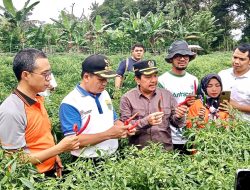 Kapolres Sarolangun Bersama Forkopimda Tinjau Kebun Cabe Warga