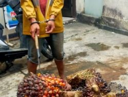 Nekat Curi Buah Sawit ,Seorang Pria Warga Tapsel Diamankan Polisi