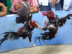 Diduga Bermain Judi Sabung Ayam, Oknum Kakam Tri Tungga Jaya Ditangkap Polisi