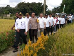 Kapolres Sarolangun Beserta Jajaran Muspida Ikut Panen Padi Kelompok Tani Selang Rengas