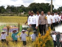 PJ Bupati Sarolangun Henrizal Panen Raya bersama Poktan Selang Regas Kelurahan Serkam