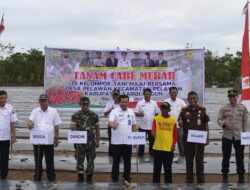 PJ Bupati Henriza Lakukan penanaman cabe bersama POKTAN Maju Bersama Di Kecamatan Pelawan