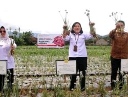 Direktorat Kementan Panen Bawang Merah Bersama Kelompok Tani Karya Mukti di Sasagaran