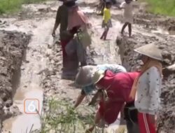 Viral Medsos Warga Kabupaten Tulang Bawang Tanam Padi di Jalan Nasional Yang Rusak