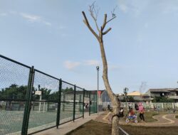 Pohon di RTH Gombol Paya Banyak Yang Mati, Kasudin Pertamanan : Masih Dalam Masa Perawatan dan Tanggungjawab Kontraktor