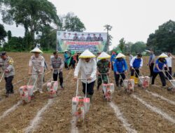 Bupati Bungo Tanam Perdana Jagung Hibrida di Dusun Mangun Jayo