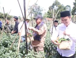 Panen Raya Cabai Pangsi, Wabup Sukabumi : Kolaborasi Kembangkan Sektor Pangan Terintegrasi