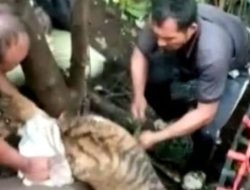 Terjebak Perangkap Babi, Akhirnya Tim BKSDA Berhasil Evakuasi Seekor Harimau di Mandailing Natal