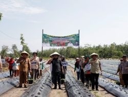 Bupati Bersama Wabup Bungo Tanam Cabai Perdana di Poktan