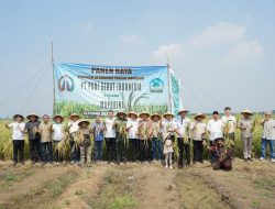Panen Raya di Bekasi, PT.Padi Sehat Indonesia Siap Atasi Krisis Pangan