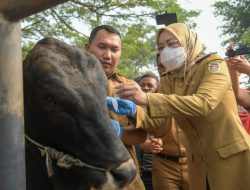 Bupati Purwakarta Terjunkan Petugas Vaksinasi Dari Diskanak Cegah Penyakit LSD Pada Hewan Ternak Sapi Dan Kerbau