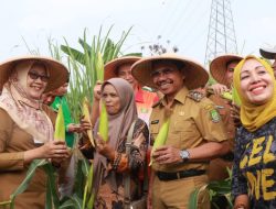 Saat Panen Jagung, Sachrudin : Terus Kembangkan Pertanian Guna Ketahanan Pangan