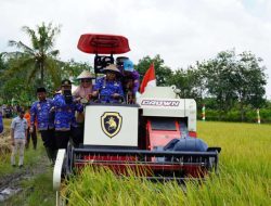 Menghadapi El Nino, Produksi Padi di Mesuji Masih Dalam Posisi Aman
