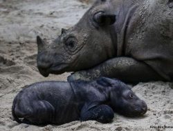 Menteri LHK Umumkan Kelahiran Satu Ekor Badak Sumatera di Taman Nasional Way Kambas