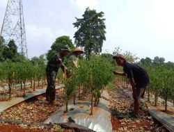Sosok Serma Erik Daryadi Bintara Kodim 0619, Dimata Kelompok Tani Hutan Ciwareng Cemerlang Sebagai Patriot Ketahanan Pangan